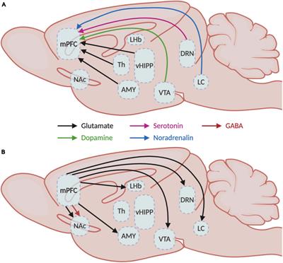 Functional Contribution of the Medial Prefrontal Circuitry in Major Depressive Disorder and Stress-Induced Depressive-Like Behaviors